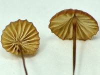 Marasmius coniatus image