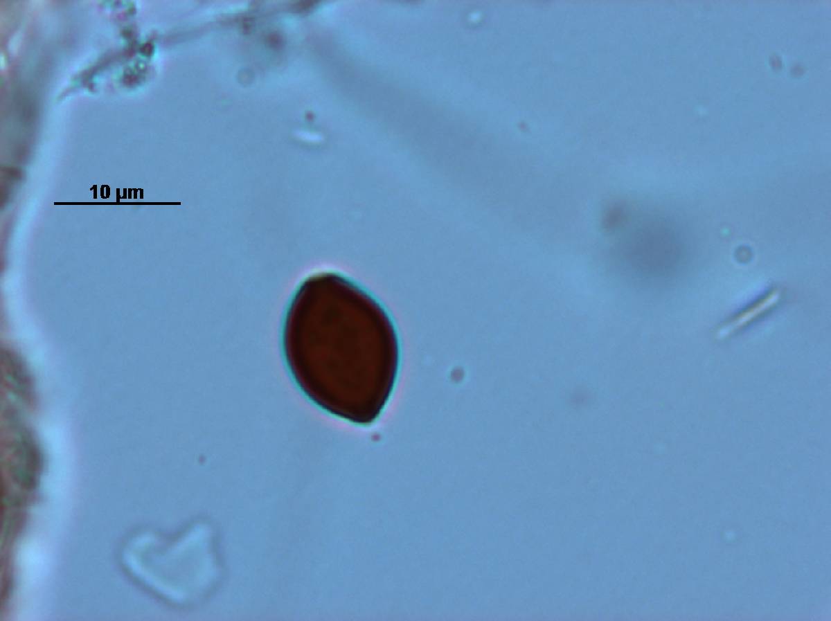 Panaeolus rubricaulis image