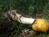 Amanita flavorubens image