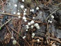 Marasmius capillaris image