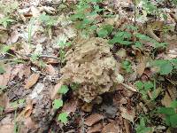 Polyporus umbellatus image