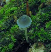 Mycena subcaerulea image