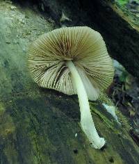 Pluteus longistriatus image