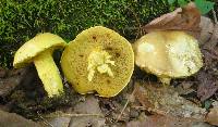 Boletus aureissimus image