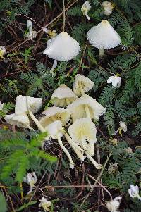 Leucocoprinus flavescens image