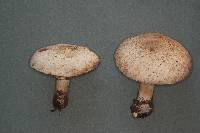 Agaricus moelleri image