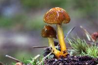 Hygrocybe psittacina var. perplexa image