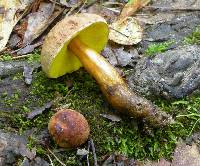 Boletus innixus image