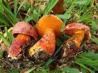 Butyriboletus floridanus image