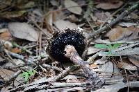 Boletellus ananas image