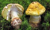 Amanita flavorubens image