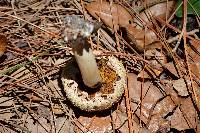 Boletellus ananas image