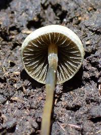 Panaeolus cyanescens image