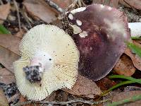 Russula mariae image