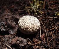 Lycoperdon subcretaceum image