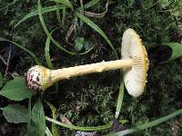 Amanita frostiana image