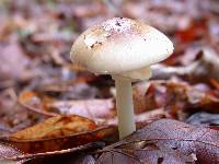 Amanita solaniolens image