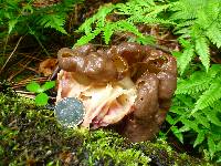 Gyromitra sphaerospora image