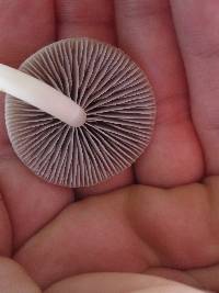 Mycena overholtsii image