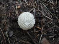 Lycoperdon echinatum image