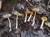 Amanita flavoconia var. inquinata image