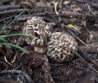 Morchella snyderi image