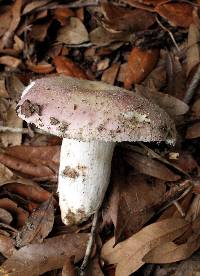 Russula hixsonii image