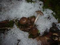 Mycena plumipes image