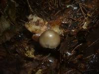 Mycena plumipes image