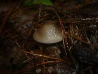 Mycena plumipes image