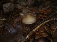 Mycena plumipes image