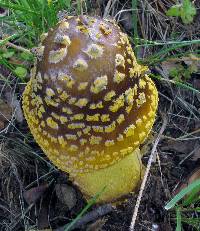 Amanita flavorubens image