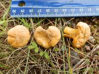 Cantharellus enelensis image