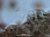 Panaeolus cyanescens image