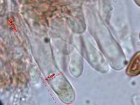 Panaeolus cyanescens image