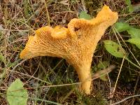 Cantharellus enelensis image