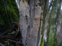 Radulomyces confluens image