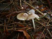 Mycena plumipes image