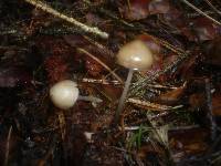 Mycena plumipes image