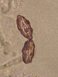 Ascobolus hansenii image