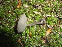 Helvella macropus image