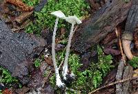 Entoloma alboumbonatum image