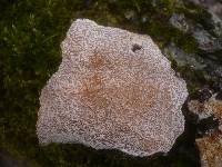 Perenniporia medulla-panis image
