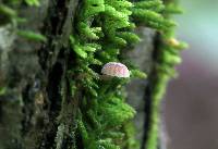 Mycena corticola image