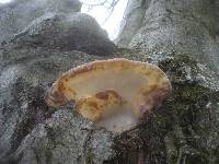 Ganoderma pfeifferi image