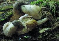 Megacollybia rodmanii image
