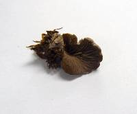 Rhodocybe caelata image