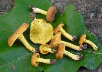 Cantharellus lewisii image