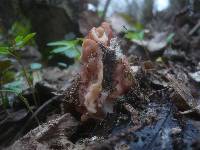 Gyromitra brunnea image