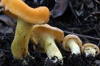 Cantharellus lateritius image